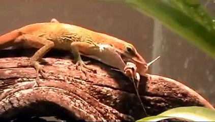 Green Anole Eating Compilation