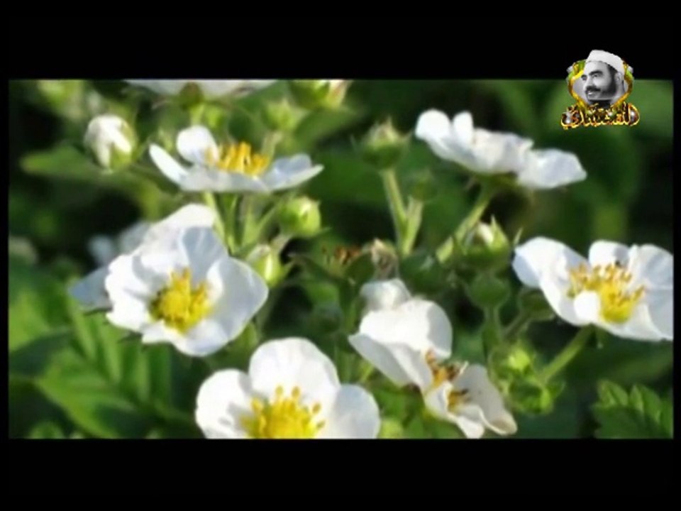 ياربي نوراً عميماً بحق جاه نبيك - من روائع ابتهالات النقشبندي