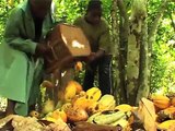 International Cocoa Initiative:Tackling Child Labour on Cocoa Growing  (Activities)