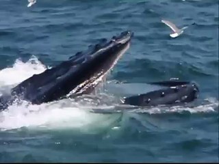 BALEIAS,ANIMAIS SELVAGEM,AFRICA,WILD LIFE,WHALE,WILD