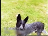 Smartdog - Only when i say three! - Amazingly trained dog