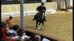 Redwine black Hanoverian stallion