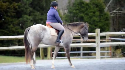 Horse for Sale - Set Me On Fire - "Diego" - 5 y/o Grulla Gelding