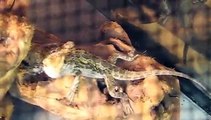 Bearded Dragons Eating Phoenix Worms