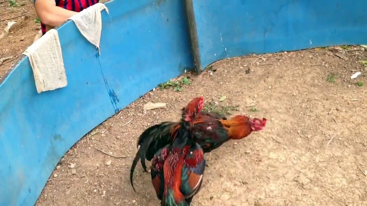 ไก่พม่าแข้งหน้าจัด