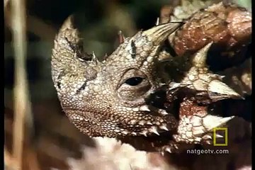 Thorny Devil