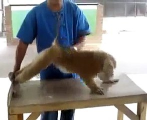 Monkey Seblay work out