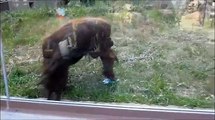 オランウータン ユキ 窓掃除 orangutan yuki ♀ @福岡市動物園