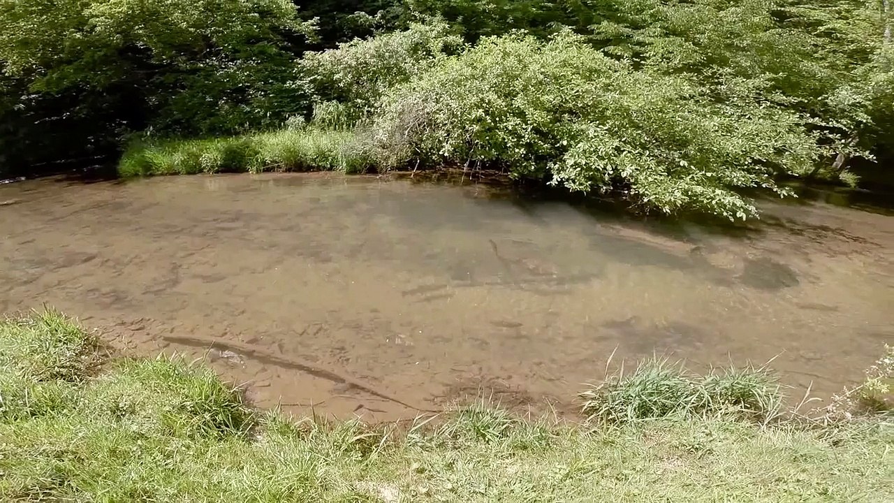 Rainbow Trout at Cripple Creek in Rural Retreat, Virginia video