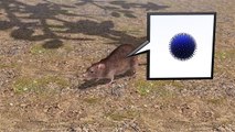 Hantavirus outbreak: how infection occurs