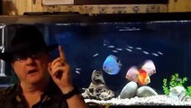 Tour Of My Fishroom Tanks and Fish Plus Shout Out to John Aquarium 07 07 2014