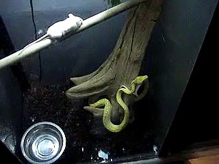 Green Tree Python Live Feeding #1