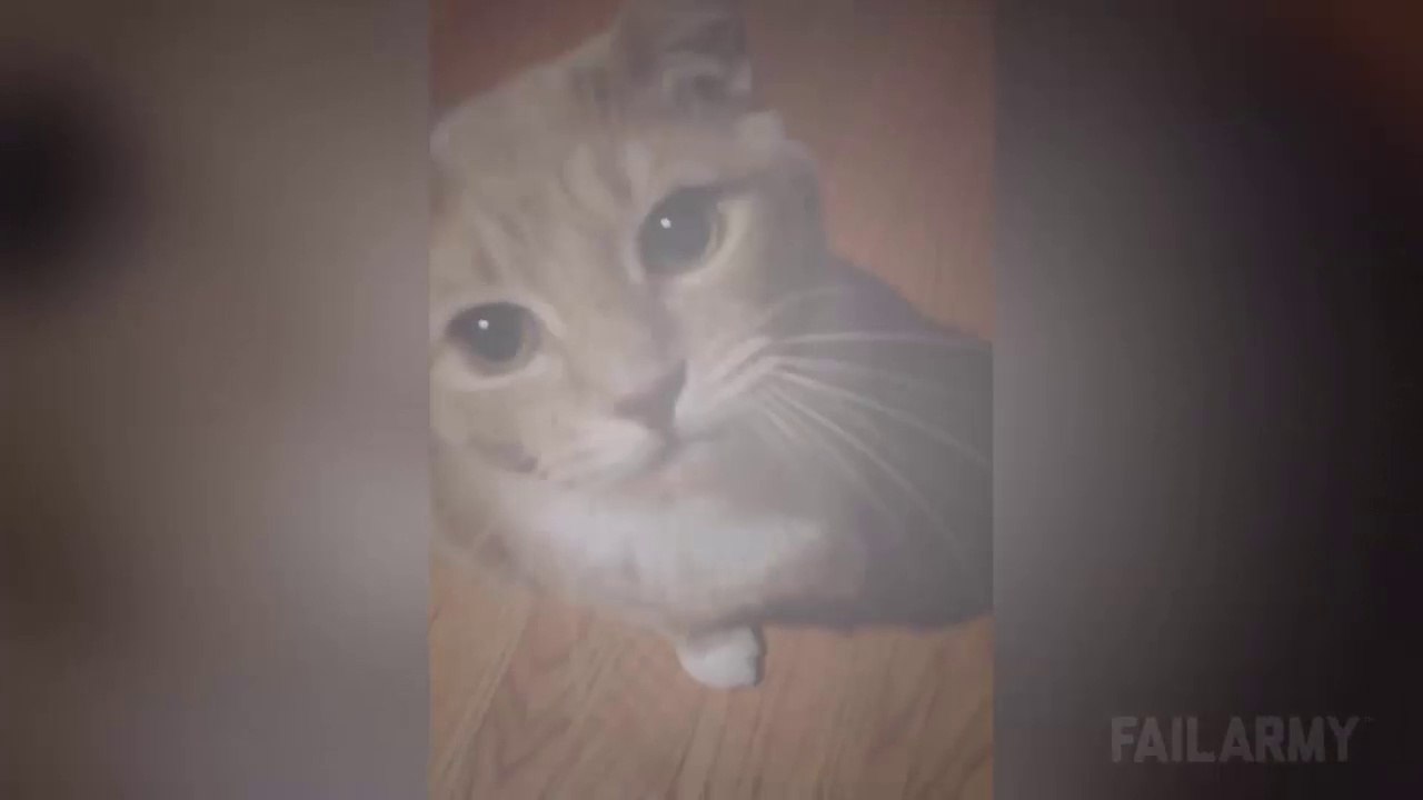 Funny Cats Compilation Funny Animals Video