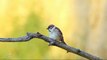 Feldsperling - Eurasian Tree Sparrow - Passer montanus