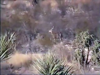 El Peregrino en epoca sequía, animales buscando agua.wmv