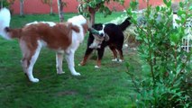 Eden et Alaska, mes 2 chiens Bouvier Bernois et Saint Bernard