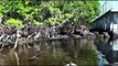 Mangrove Snapper From The Mangroves