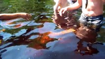 Amazon river dolphins