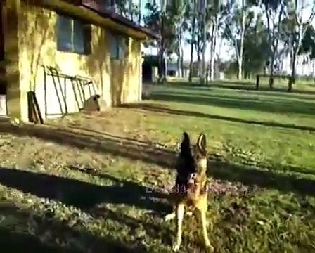 Duke the German Shepherd playing fetch.