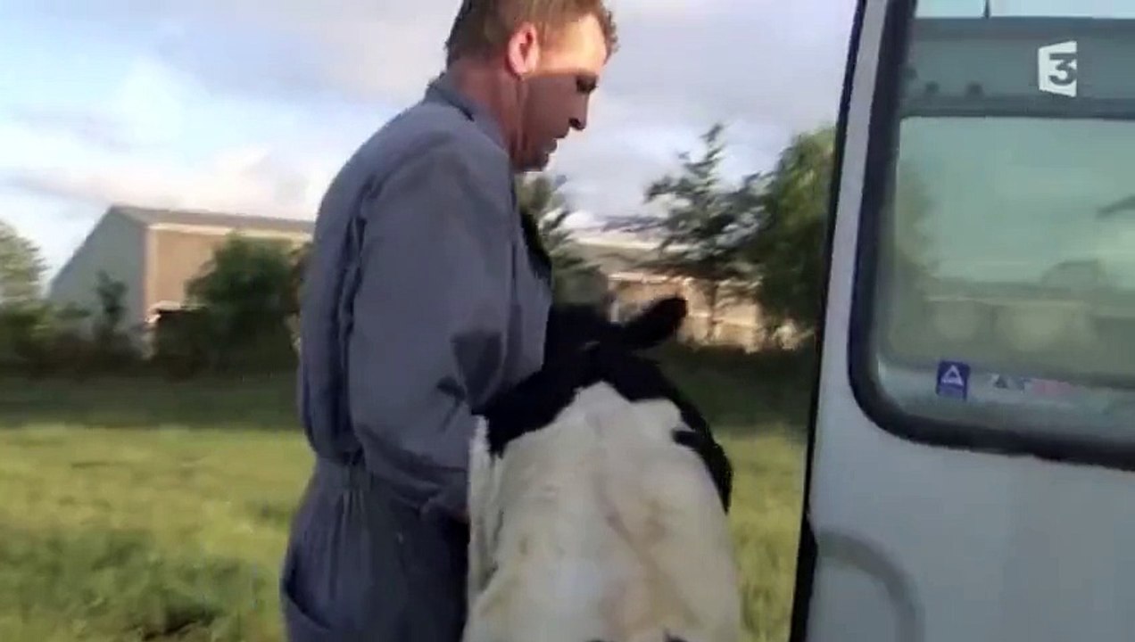 Touchant : terrible séparation entre une vache et son veau