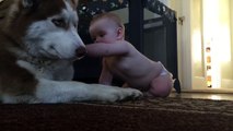 Découvrez ce moment adorable entre un husky et un bébé
