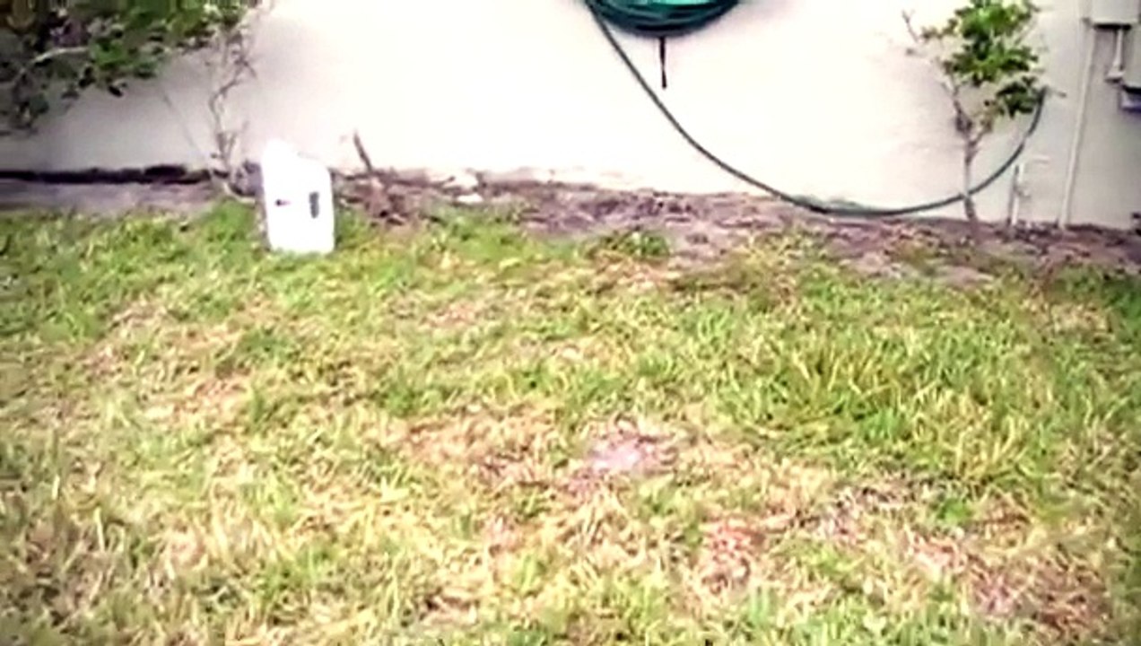 Clearwater pest control,one million white footed ants