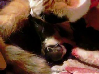 My Calico Cat Giving Birth - Kitten Number 5