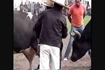 PELEA DE TOROS - PISHTACO VS CORAZON ANDINO