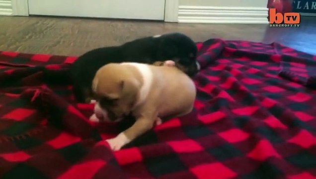 Cute Puppy Shower: Rescued Pup Enjoys Bath Time
