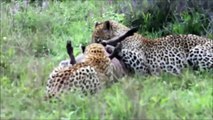Leopard And Warthog Fights 2015 – Animal Fights – Wildlife Documentary
