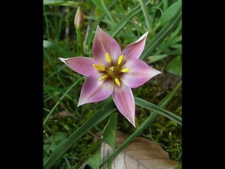 Elly Ameling: Die Forelle (Schubert)