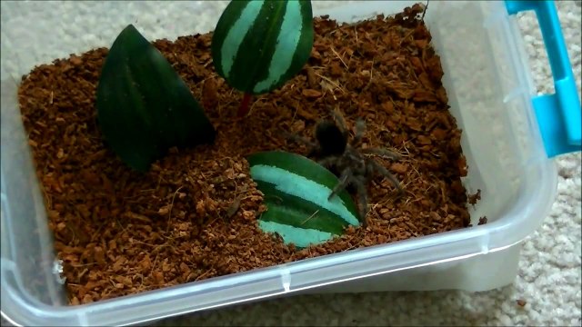 Tarantula feeding #3