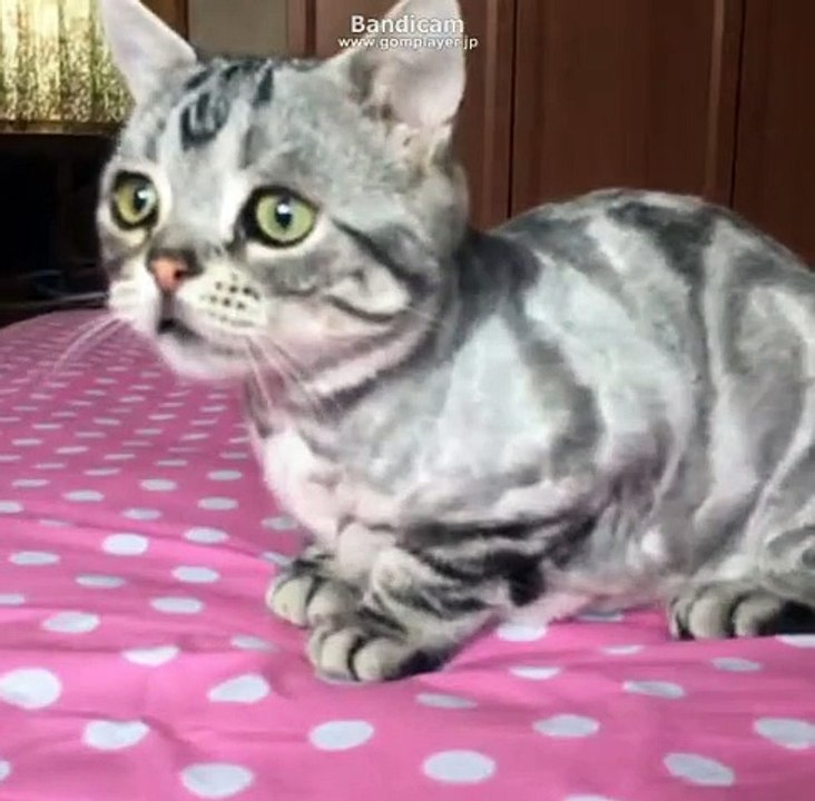 saddest cat