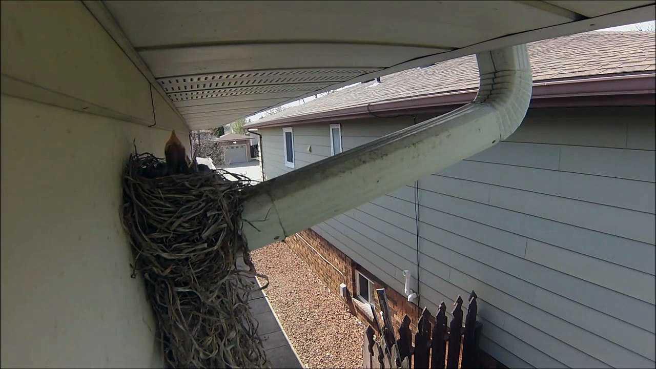American Robin feeds young - Windsor Wildlife 2014