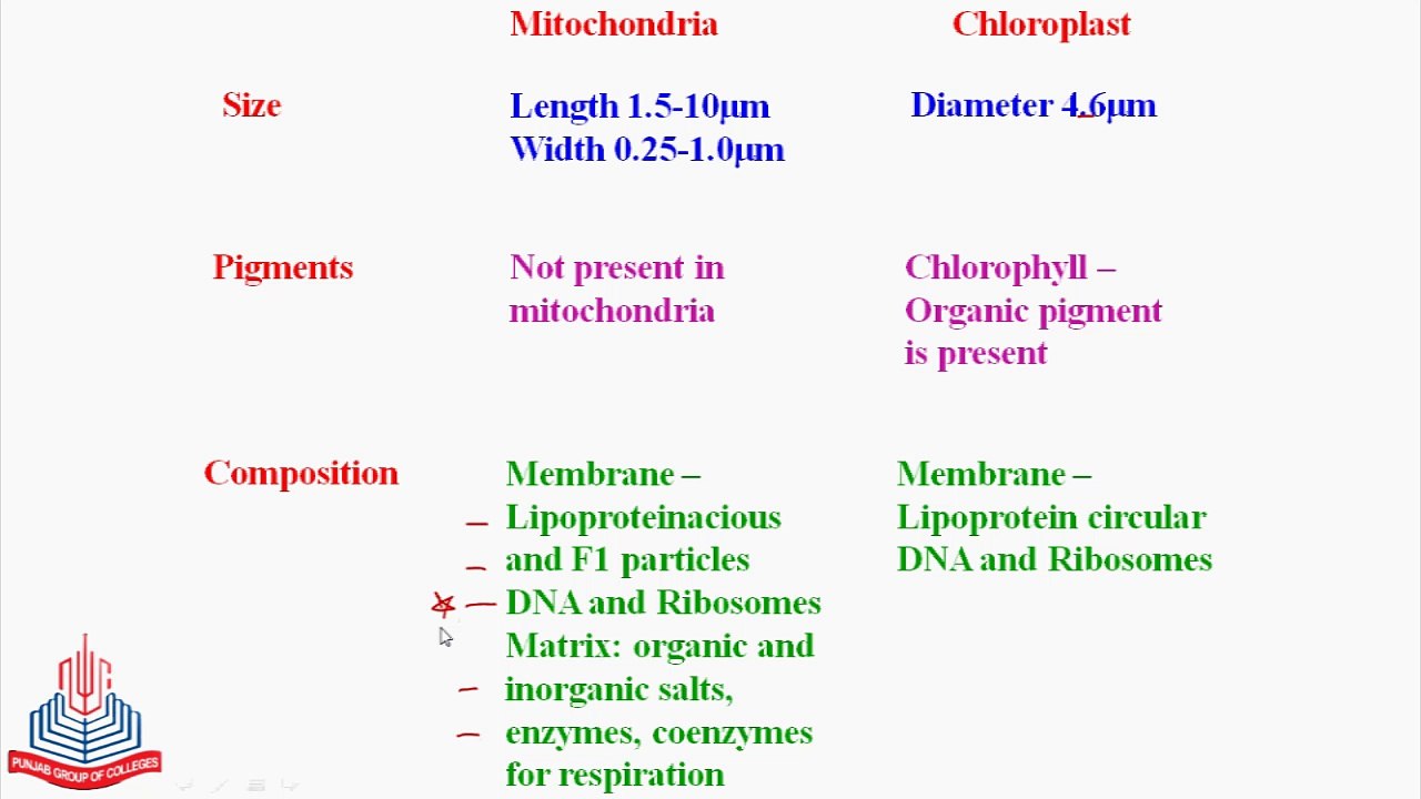 Comparison between Mitochondria & Chloroplast