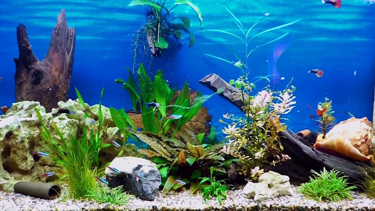 300 Liter Juwel Rio Aquarium mit Schwielenwelsen, L 204 Pleco, Neons, Guppies