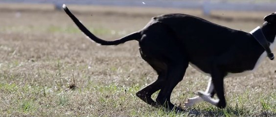 Slow Motion Greyhounds