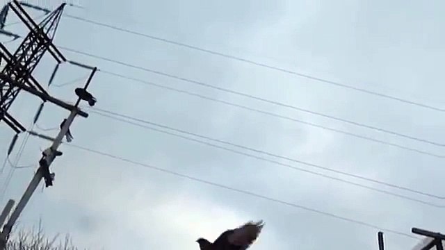 Голуби Крыма Алексей Василишин,Евпатория (1)