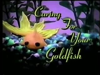 How To Care For Your Goldfish (1997). video by: Liza Case Sawitzki.  WSUcomm455