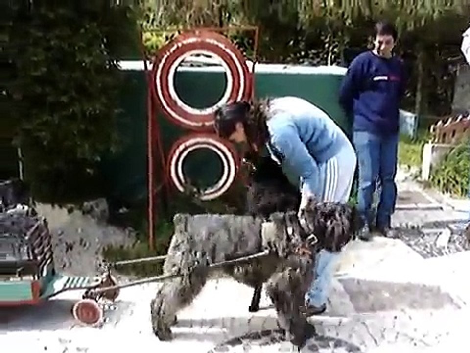 Nobel - "The Great Bouvier des Flandres"