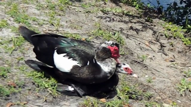Male Muscovy duck mates successfully but leaves quickly to start a fight