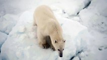Close encounter with a polar bear in the Barents Sea