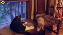 FUNNY VIDEOS: Funny Cats - Funny Cat Videos - Funny Animals - Fail Compilation - Kitten Fails