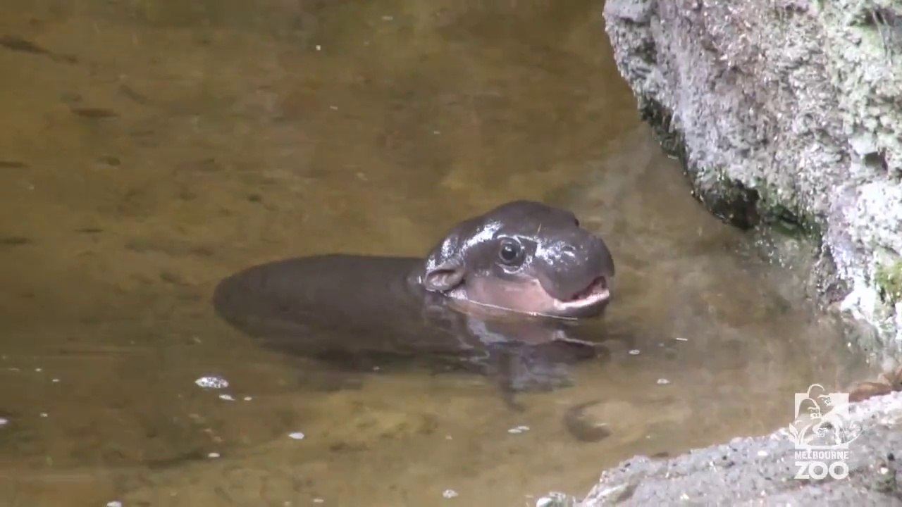 Un bébé hippopotame se baigne avec sa mère