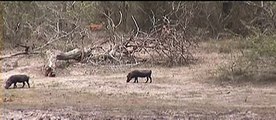 impala and warthog, warthogs fighting