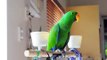 Aku The Eclectus Parrot sings for Jo-Anne