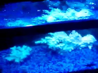 36" Metal Halide T5 HO Aquarium Reef 656W (TEST)