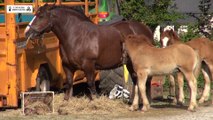 Concours du cheval breton à Ploudaniel, le samedi 13 juin 2015