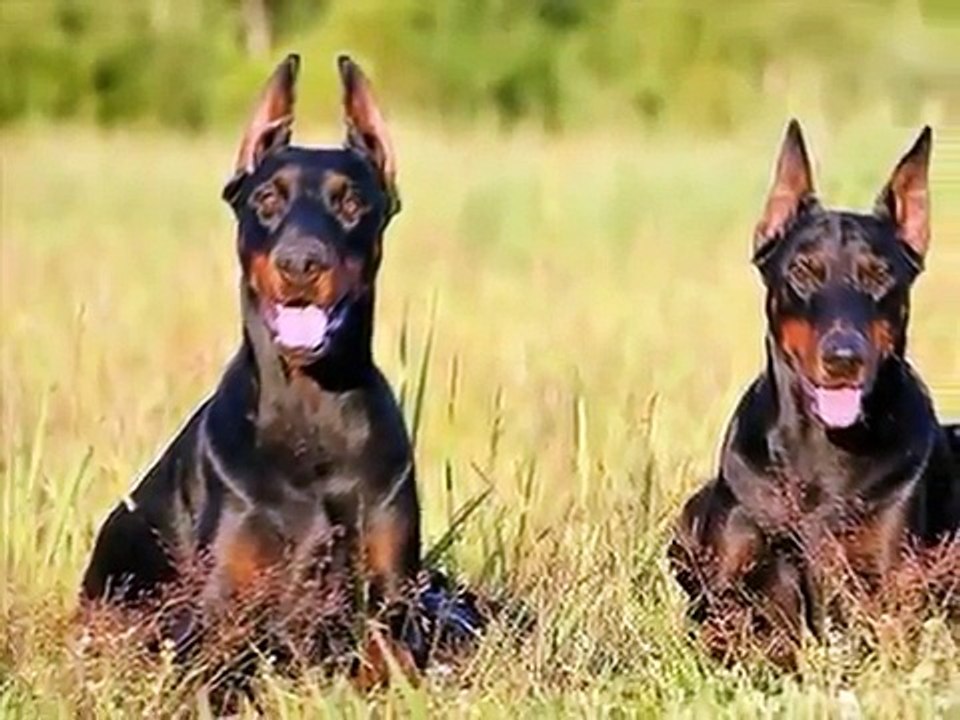 O Dobermann - The  Dobermann Pinscher.