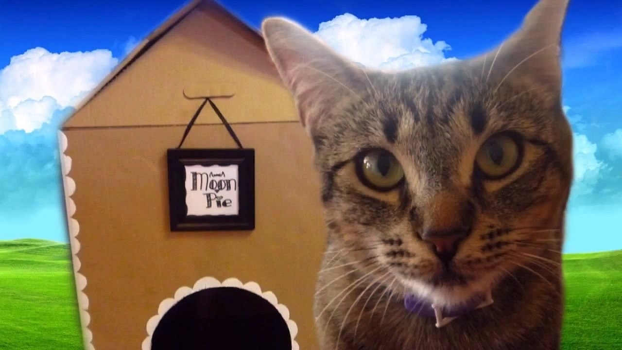 DIY Casa de Cartón Para Gato